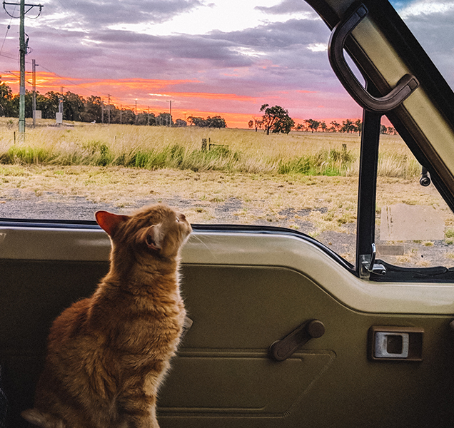 Marbles the adopted cat travels in a campervan with her owner